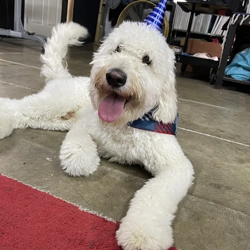 Psylo the shop dog, head of security